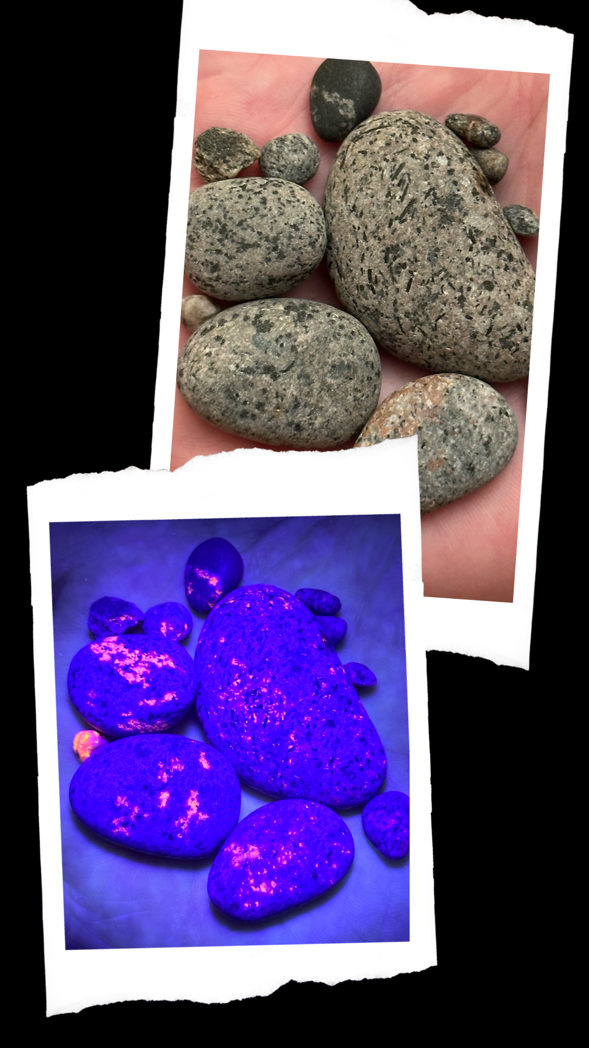 Fluorescent sodalite stones photographed in normal daylight, appearing as ordinary gray rocks